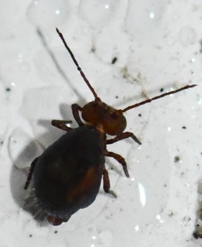 Réf. 275 467 : Dicyrtoma fusca